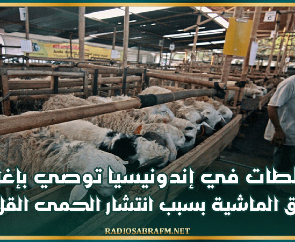 السلطات في إندونيسيا توصي بإغلاق أسواق الماشية بسبب انتشار الحمى القلاعية
