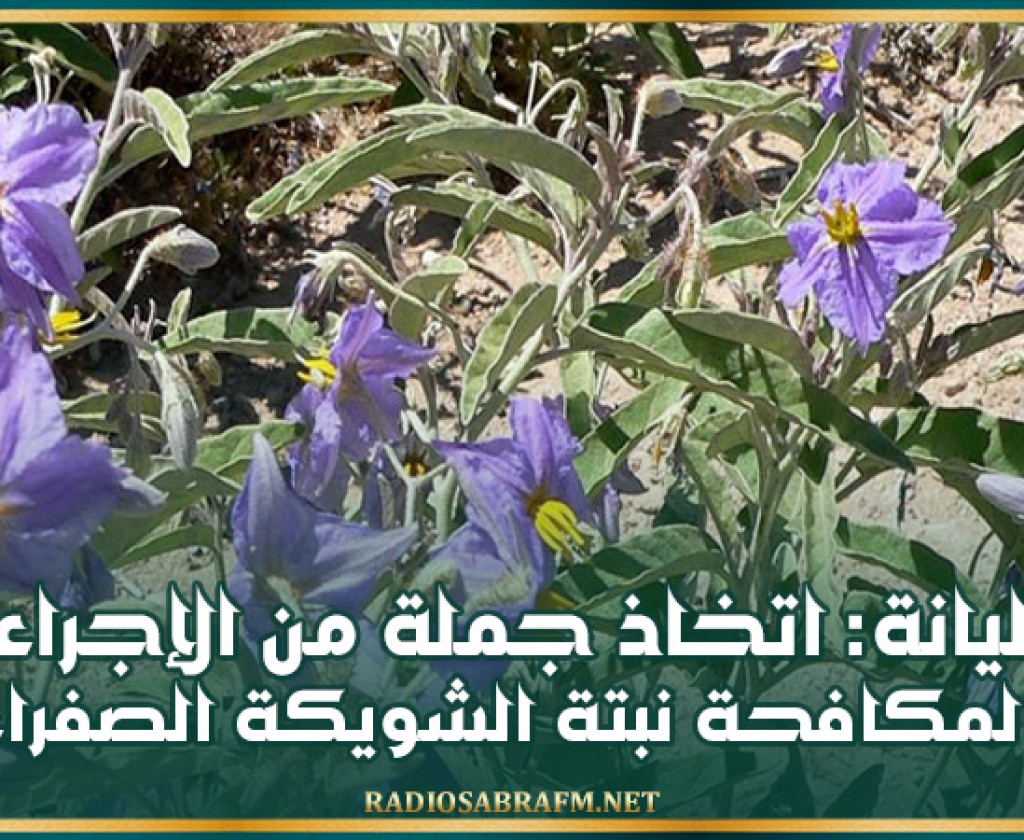 سليانة: اتخاذ جملة من الإجراءات لمكافحة نبتة الشويكة الصفراء