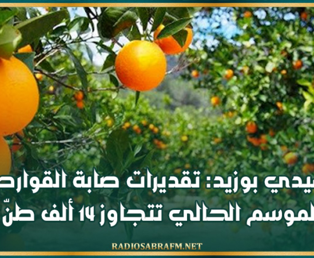 سيدي بوزيد: تقديرات صابة القوارص للموسم الحالي تتجاوز 14 ألف طنّ