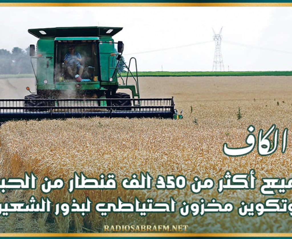 الكاف: تجميع أكثر من 350 الف قنطار من الحبوب وتكوين مخزون احتياطي لبذور الشعير