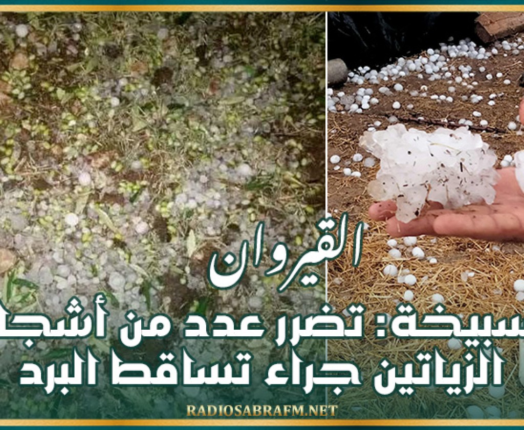 السبيخة: تضرر عدد من أشجار الزياتين جراء تساقط البرد