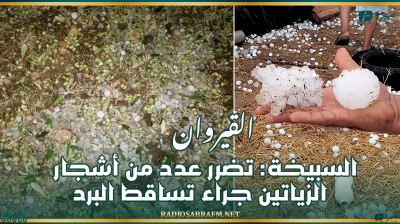 السبيخة: تضرر عدد من أشجار الزياتين جراء تساقط البرد