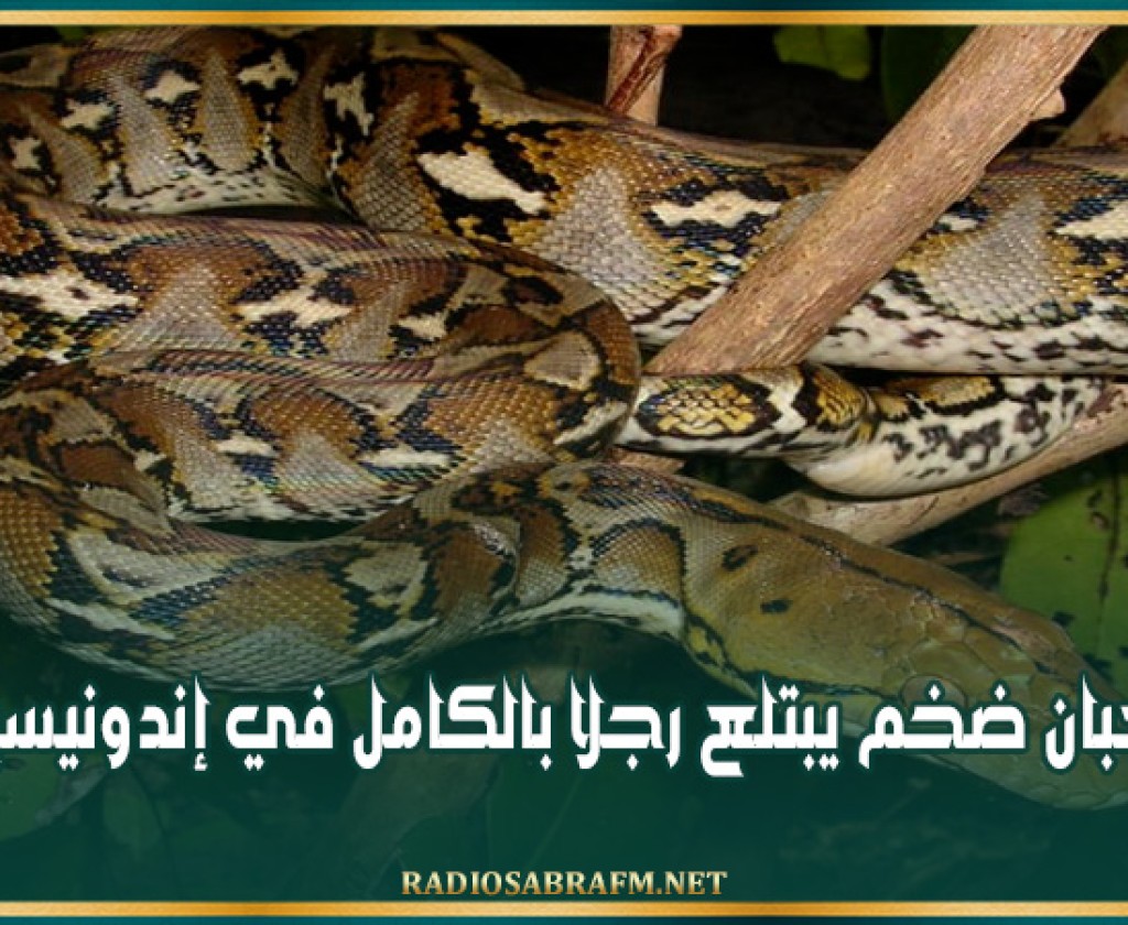 ثعبان ضخم يبتلع رجلا بالكامل في إندونيسيا