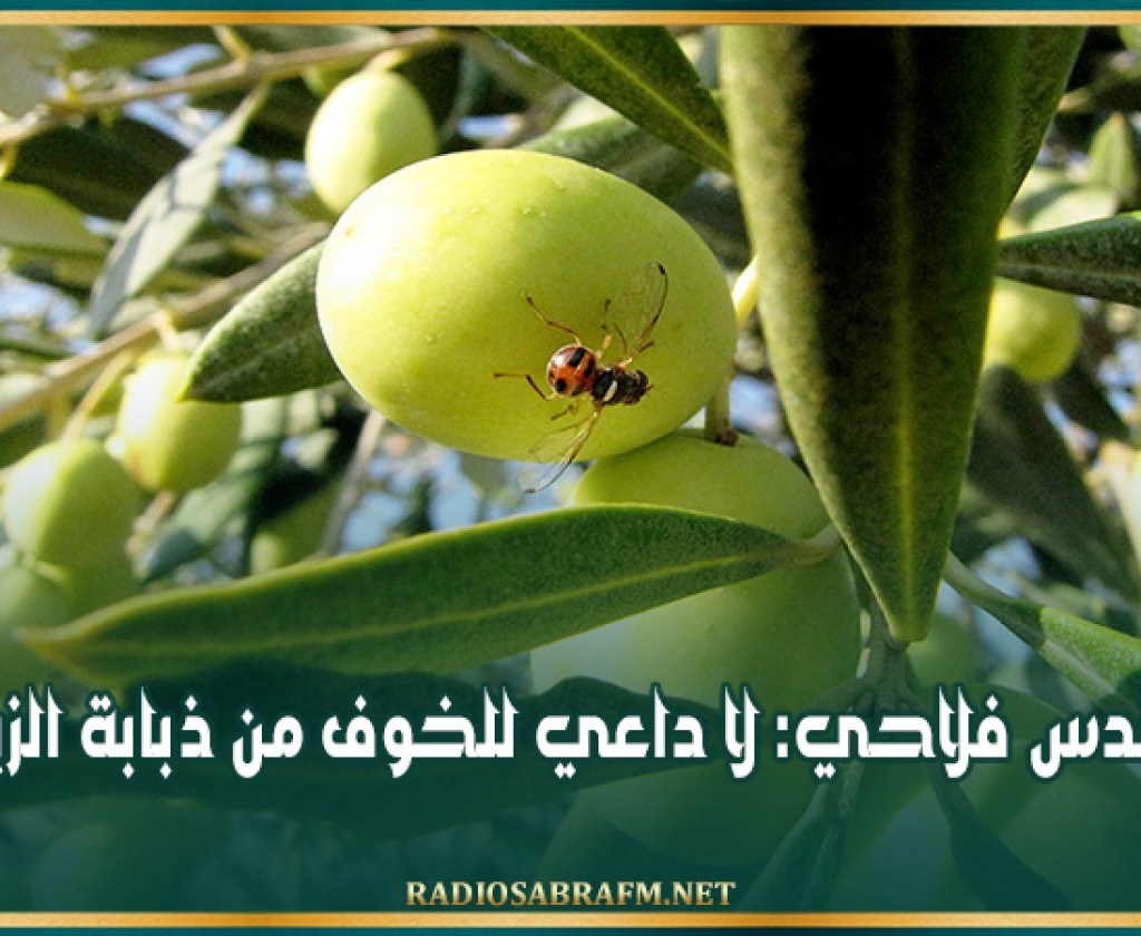 مهندس فلاحي: لا داعي للخوف من ذبابة الزيتون