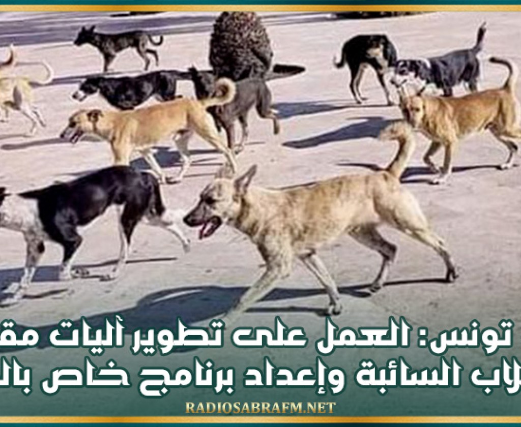 ولاية تونس: العمل على تطوير آليات مقاومة الكلاب السائبة وإعداد برنامج خاص بالقنص