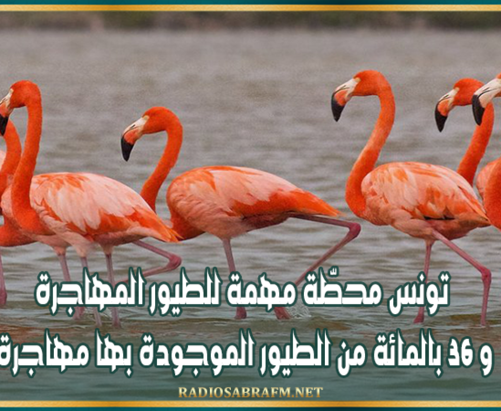 تونس محطّة مهمة للطيور المهاجرة و 36 بالمائة من الطيور الموجودة بها مهاجرة