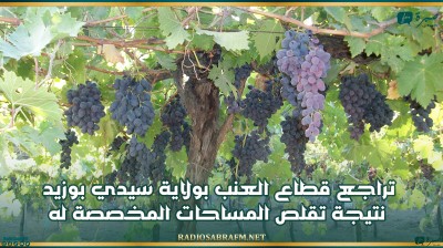 تراجع قطاع العنب بولاية سيدي بوزيد نتيجة تقلص المساحات المخصصة له