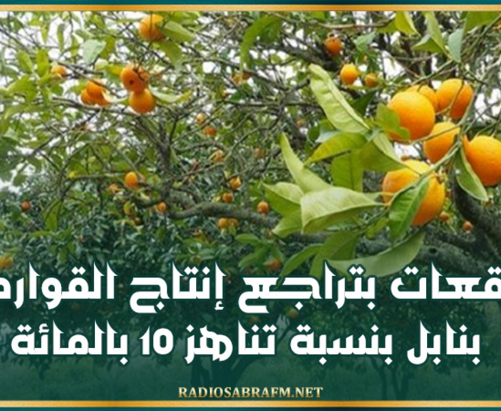 توقعات بتراجع إنتاج القوارص بنابل بنسبة تناهز 10 بالمائة مقارنة بالموسم الفارط