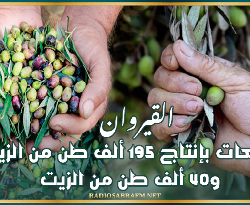 القيروان: موسم واعد للزيتون.. توقعات بإنتاج 195 ألف طن من الزيتون و40 ألف طن من الزيت