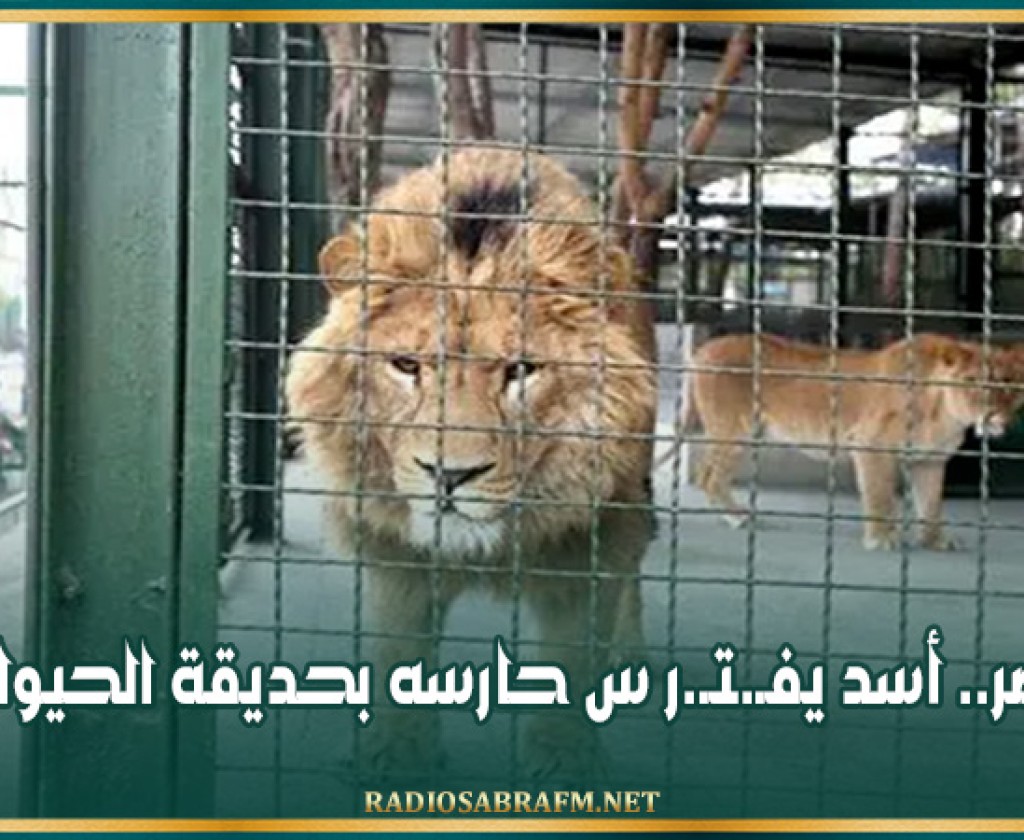 مصر.. أسد يفـ.ـتـ.ر س حارسه بحديقة الحيوان