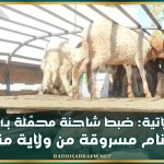 الوسلاتية: ضبط شاحنة محمّلة بـ21 رأس أغنام مسروقة من ولاية منوبة