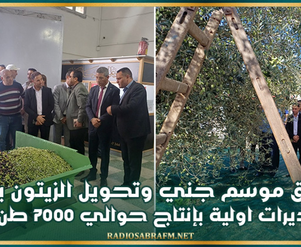 إنطلاق موسم جني وتحويل الزيتون ببنزرت وتقديرات اولية بإنتاج حوالي 7000 طن زيت