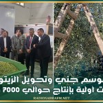 إنطلاق موسم جني وتحويل الزيتون ببنزرت وتقديرات اولية بإنتاج حوالي 7000 طن زيت