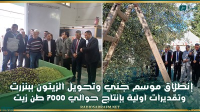 إنطلاق موسم جني وتحويل الزيتون ببنزرت وتقديرات اولية بإنتاج حوالي 7000 طن زيت