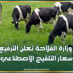 وزارة الفلاحة تعلن الترفيع في أسعار التلقيح الاصطناعي للأبقار