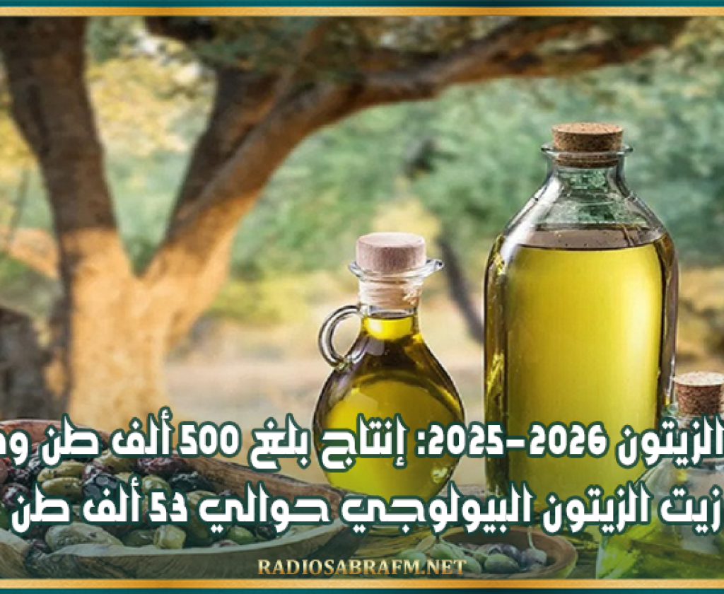 موسم الزيتون 2025-2026: إنتاج بلغ 500 ألف طن وصادرات زيت الزيتون البيولوجي حوالي 53 ألف طن