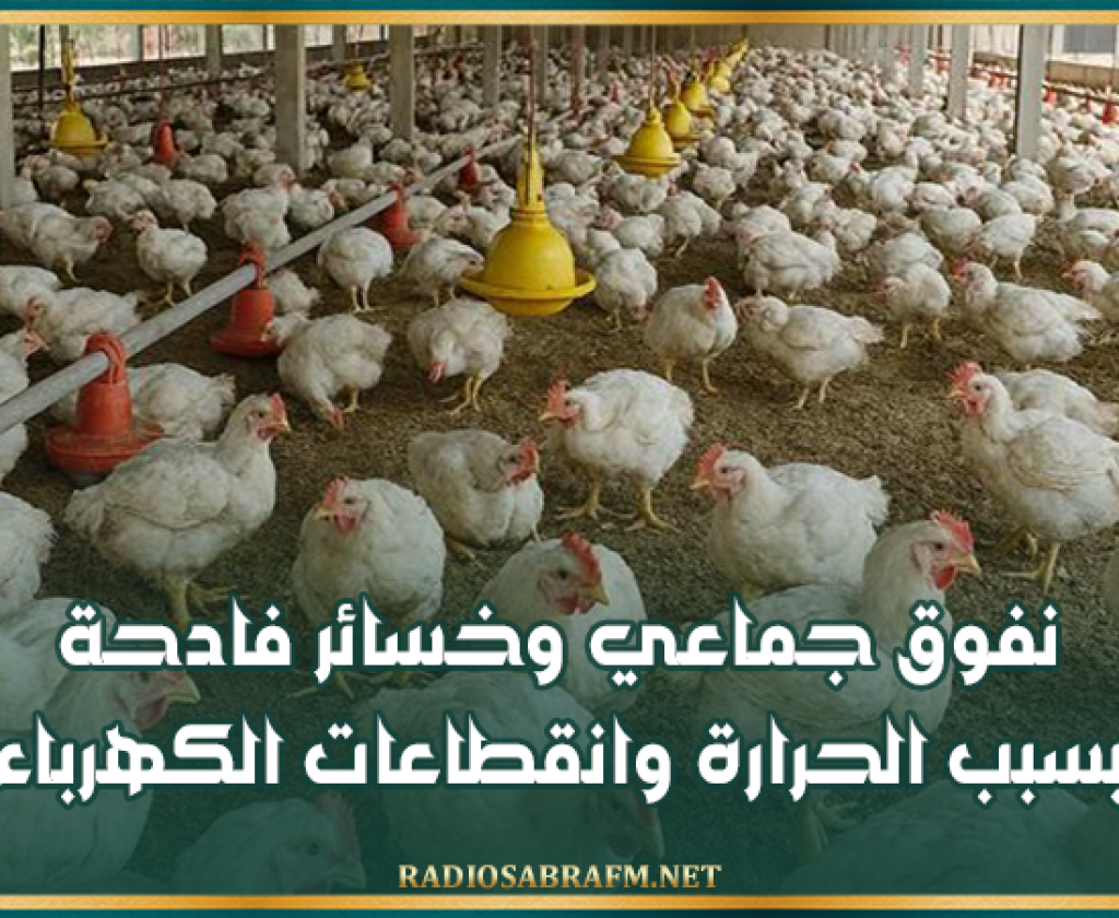 أزمة تضرب قطاع الدواجن في تونس: نفوق جماعي وخسائر فادحة بسبب الحرارة وانقطاعات الكهرباء