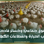 أزمة تضرب قطاع الدواجن في تونس: نفوق جماعي وخسائر فادحة بسبب الحرارة وانقطاعات الكهرباء