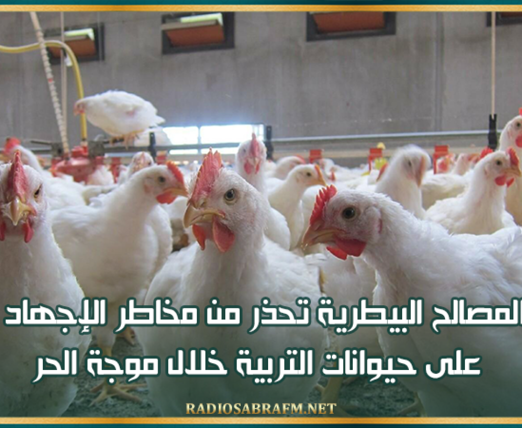 إدارة المصالح البيطرية تحذر من مخاطر الإجهاد الحراري على حيوانات التربية خلال موجة الحر