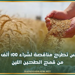 تونس تطرح مناقصة لشراء 100 ألف طن من قمح الطحين اللين