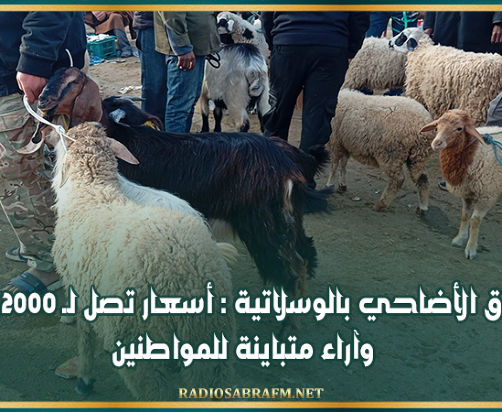 سوق الأضاحي بالوسلاتية : أسعار تصل لـ 2000 دينار وآراء متباينة للمواطنين