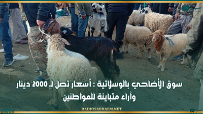 سوق الأضاحي بالوسلاتية : أسعار تصل لـ 2000 دينار وآراء متباينة للمواطنين