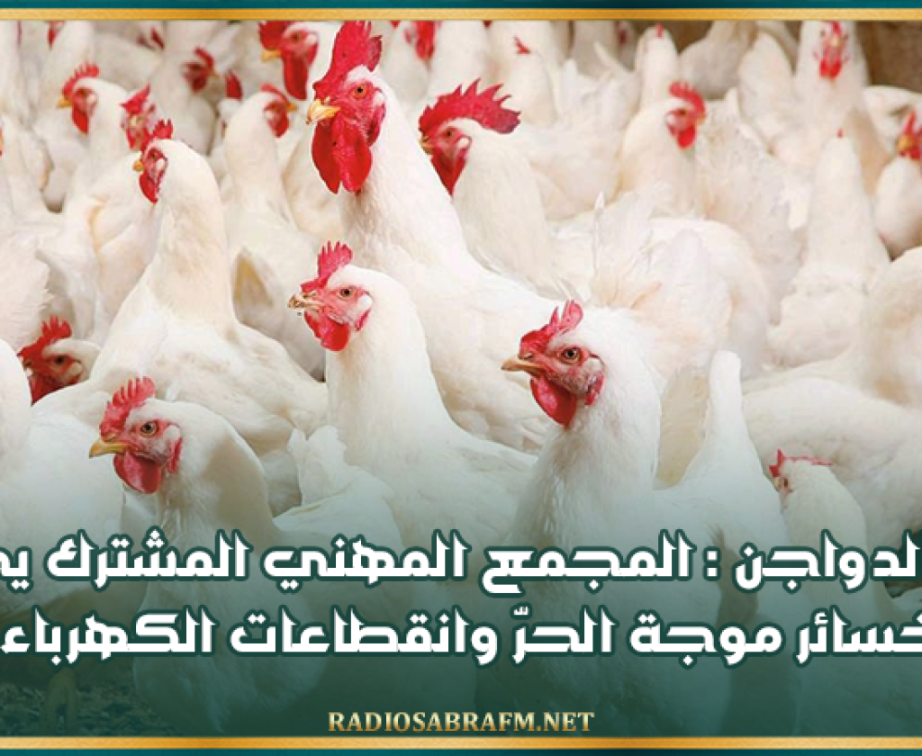 قطاع الدواجن : المجمع المهني المشترك يحصي خسائر موجة الحرّ وانقطاعات الكهرباء