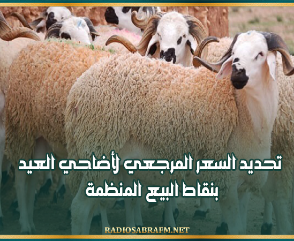 تحديد السعر المرجعي لأضاحي العيد بنقاط البيع المنظمة