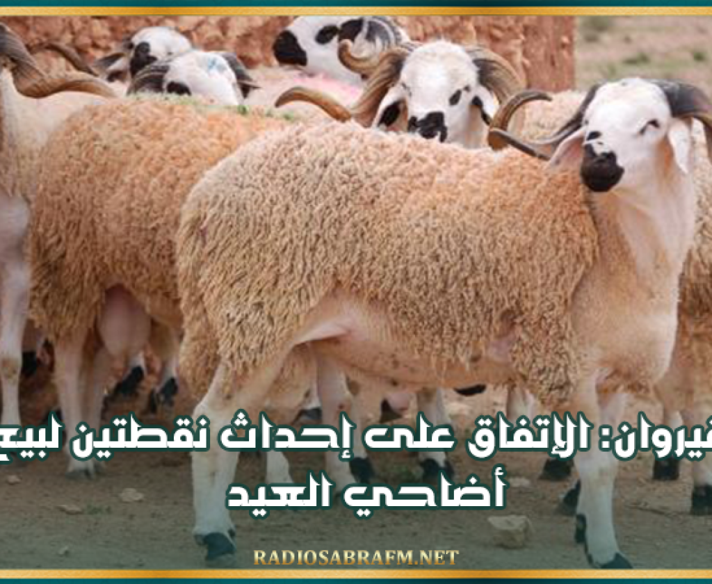 القيروان: الإتفاق على إحداث نقطتين لبيع أضاحي العيد بسوق الجملة وسوق من المنتج إلى المستهلك