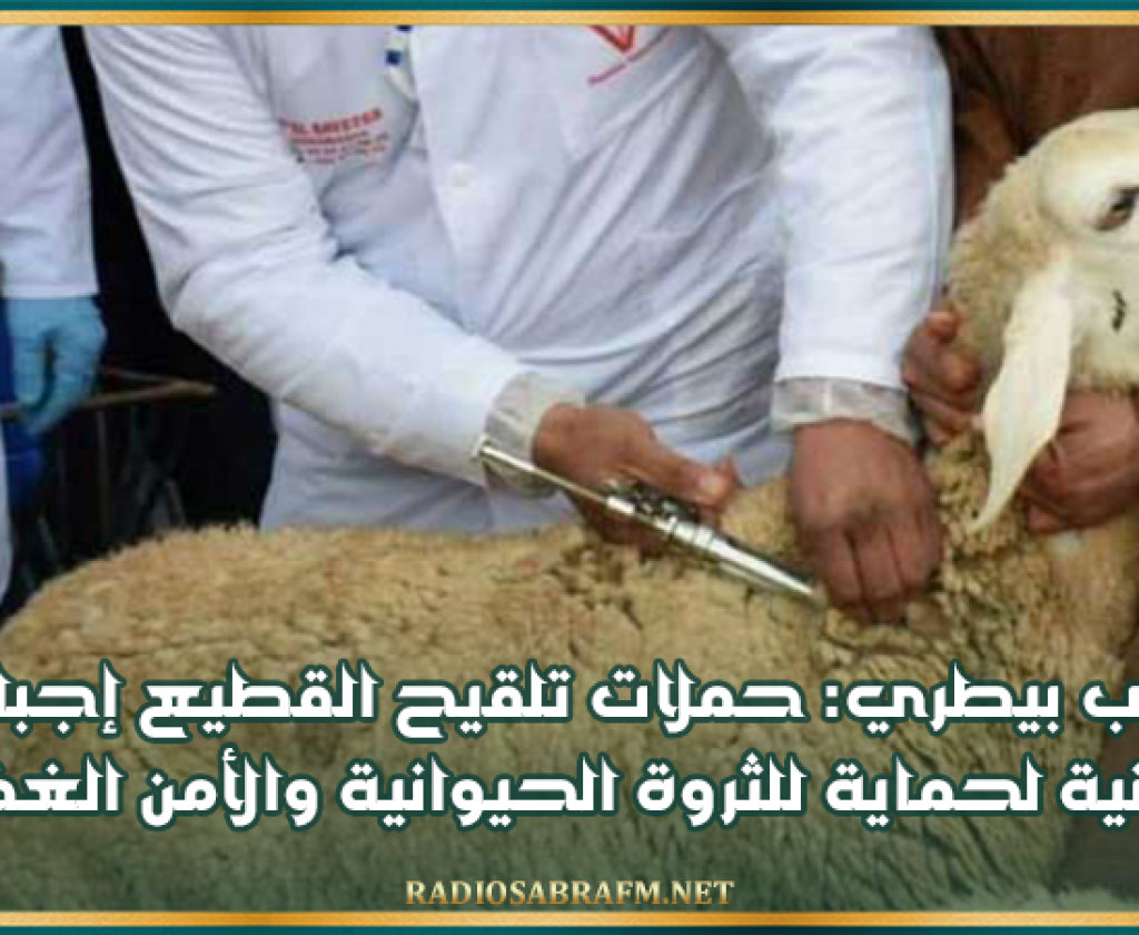 طبيب بيطري: حملات تلقيح القطيع إجبارية ومجانية لحماية الثروة الحيوانية والأمن الغذائي