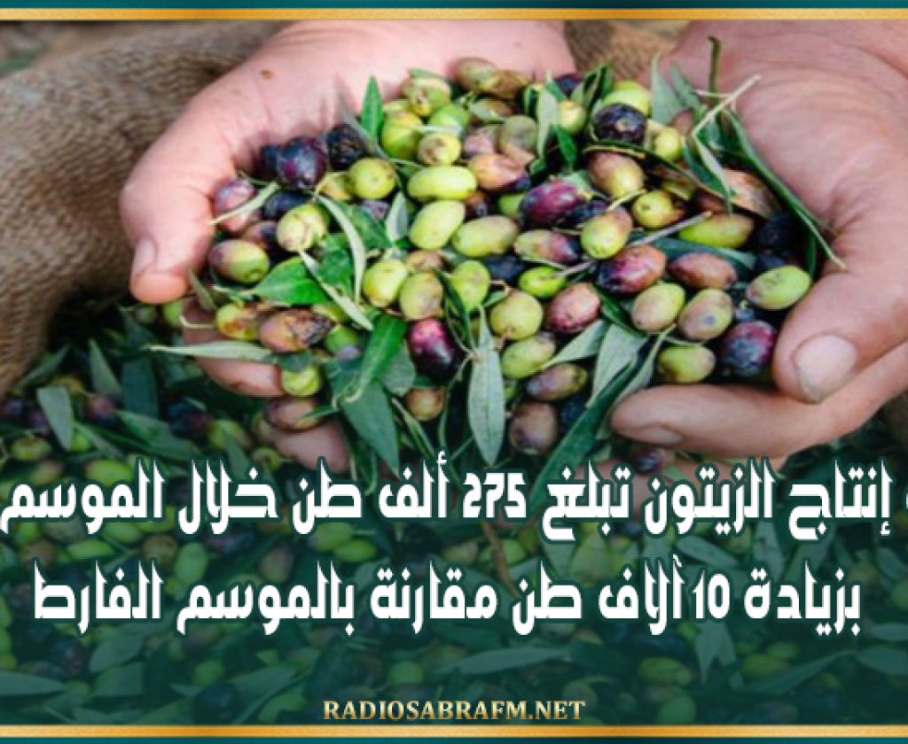 القيروان: تقديرات إنتاج الزيتون تبلغ 275 ألف طن خلال الموسم الحالي بزيادة 10 آلاف طن مقارنة بالموسم الفارط