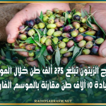 القيروان: تقديرات إنتاج الزيتون تبلغ 275 ألف طن خلال الموسم الحالي بزيادة 10 آلاف طن مقارنة بالموسم الفارط
